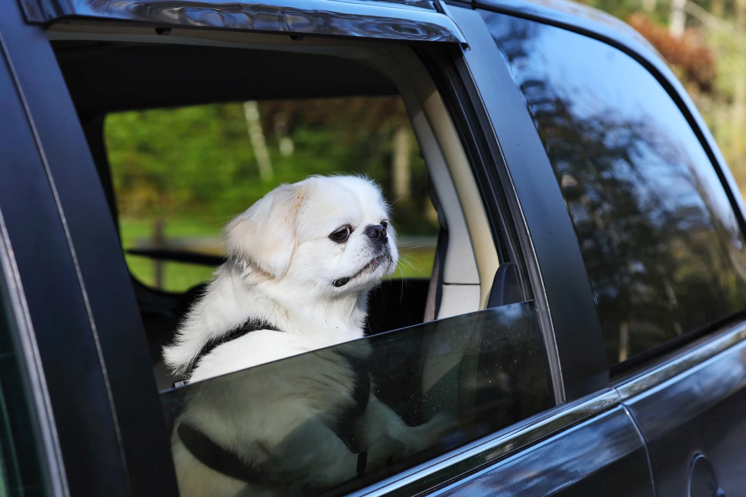 Dog Carrier Purse for Pekingese